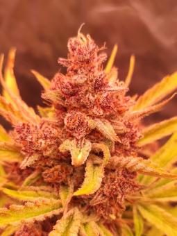 Jet Fuel Mandarine XL Auto - картинка 2