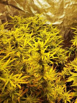 Grapefruit Auto - картинка 5