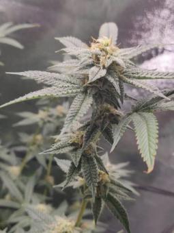 Auto Cherry Breath genetics - картинка 5