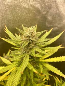 Bruce Lemon Diesel - картинка 2