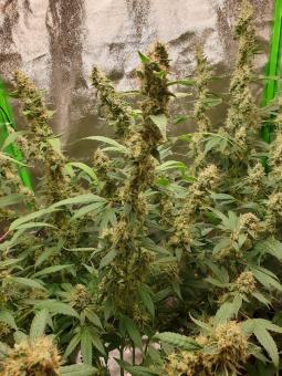 Cookies USA - картинка 2