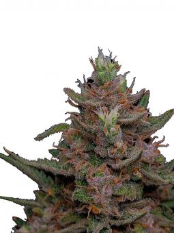 Jealousy Z XL Auto - картинка 1