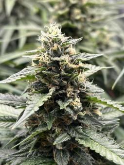 Ice Cream Haze - картинка 2