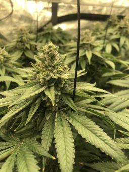 Auto White Widow - картинка 2