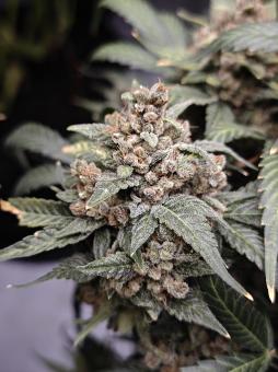 Frostbanger Auto - картинка 4