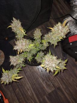 White Russian - картинка 6