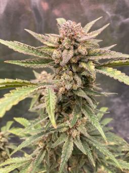 Gorilla Punch Auto - картинка 1