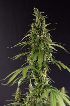 Critical Neville Haze 2.0 - картинка 7