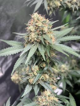 GH Cheese - картинка 1