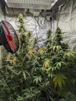 Biscotti Autoflowering - картинка 4