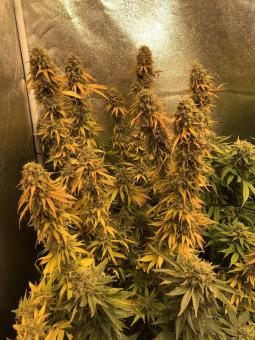 American Pie - картинка 3