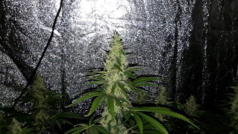 Mazar - картинка 1