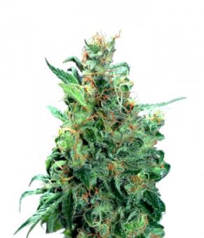 Californian Orange - картинка 11