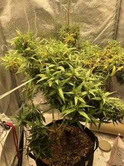 Arjan's Ultra Haze 2 (Mango Haze) - картинка 6