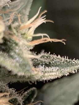 White Rhino - картинка 4