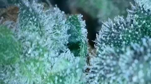 Sour Diesel - картинка 9