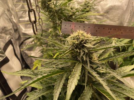 West Coast O.G. Auto - картинка 3