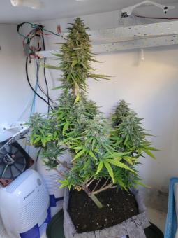 Kalashnikova Auto - картинка 2