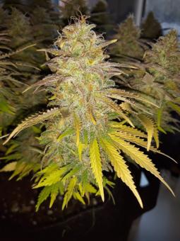 S.A.D. Sweet Afgani Delicious S1 - картинка 7