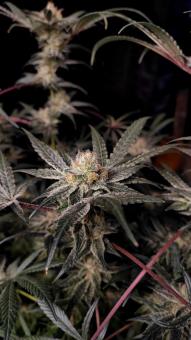 Chocolate Wafflez - картинка 8