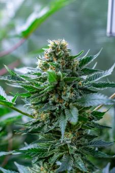 S.A.D. Sweet Afgani Delicious F1 Fast Version - картинка 3