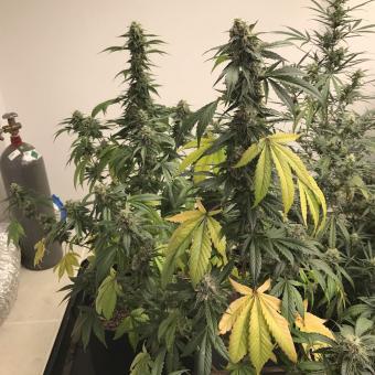 Big Yeti - картинка 1