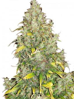 Critical Auto - картинка 1