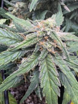 Jack Herer Auto - картинка 1