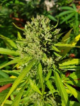 Kalashnikova Auto - картинка 1