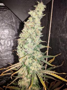 G14 Auto - картинка 9