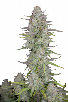 Wedding Cheesecake Auto - картинка 2