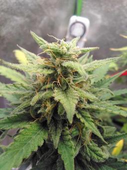 Smoothie Auto - картинка 3