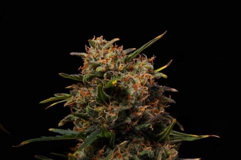 Terp & Tonic Auto - картинка 5