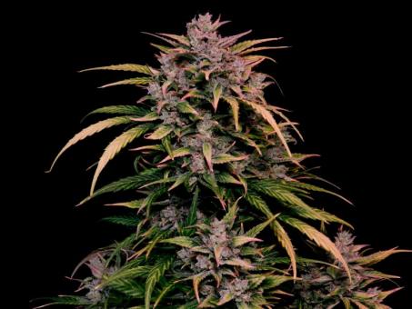 Auto AK Triple Haze - картинка 5