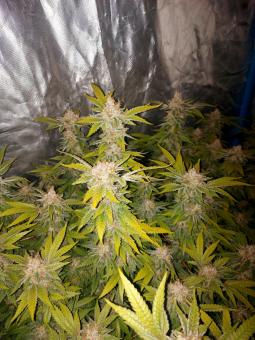 Mendocino Purple Kush - картинка 4