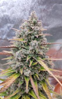 Purple Punch OG XL Auto - картинка 2