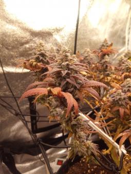 Unknown Kush - картинка 4