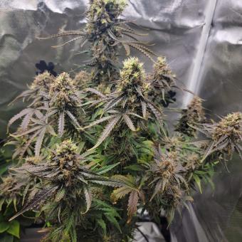 Auto Anesthesia - картинка 4