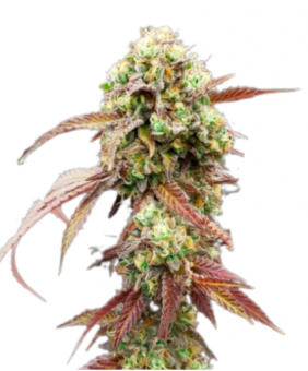 West Coast OG x Gelato Auto 41 - картинка 1