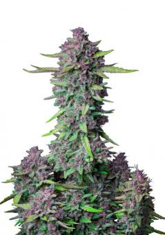 Purple Punch Auto - картинка 4