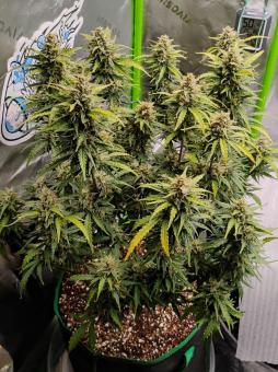 Kamala OG Auto - картинка 1