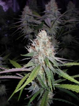 Amnesia Gold - картинка 4