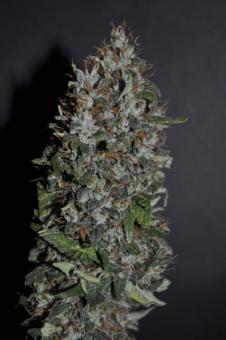 Californian Gold - картинка 9