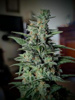 Lemon AK Auto - картинка 4