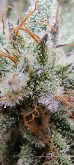 Morpheus - картинка 4