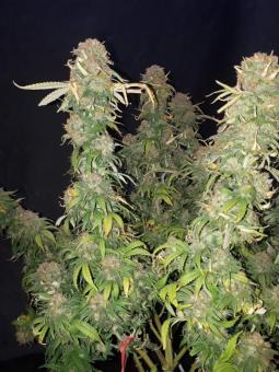 Euforia - картинка 4