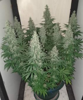 Nefertiti - картинка 5