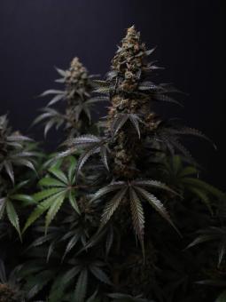 Black Toffee Auto - картинка 4