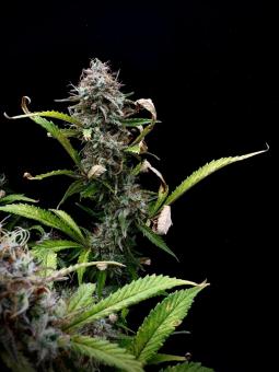 Gorilla Cookies Auto - картинка 5