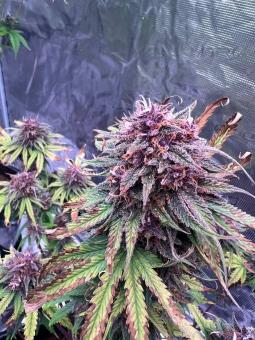 Fastberry Auto - картинка 3